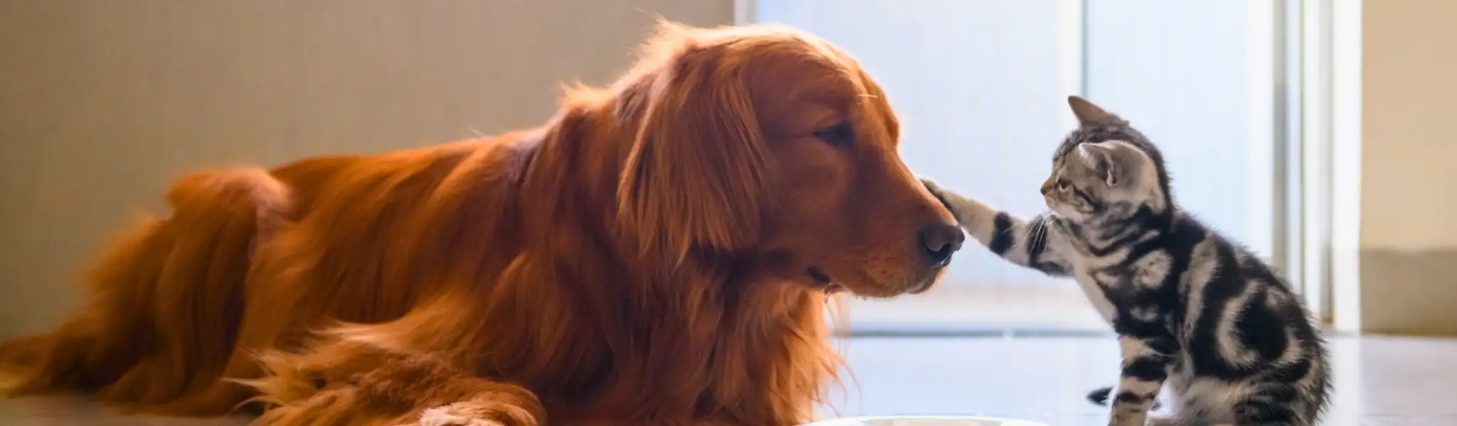 Ahimsa temsili olarak bir kedi ve bir köpeğin arkadaşlığını gösteren bir fotoğraf.