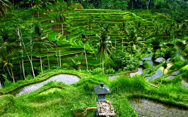 Bali'nin Pirinç Teraslarının Fotoğrafı, Yemyeşil